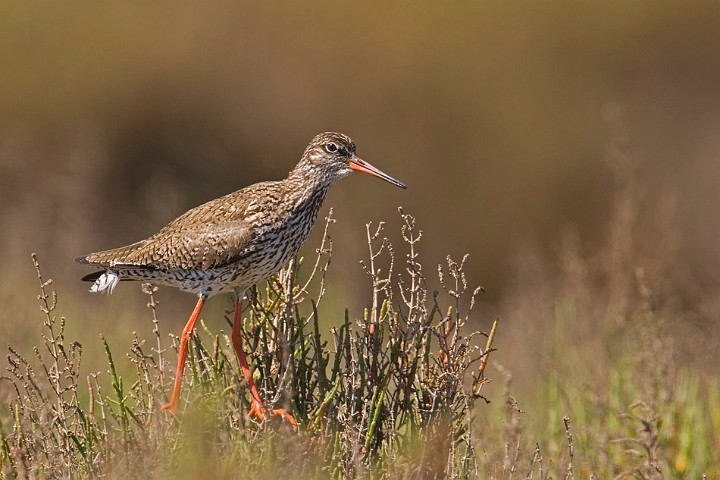 Rotschenkel Tringa totanus Common Redshank